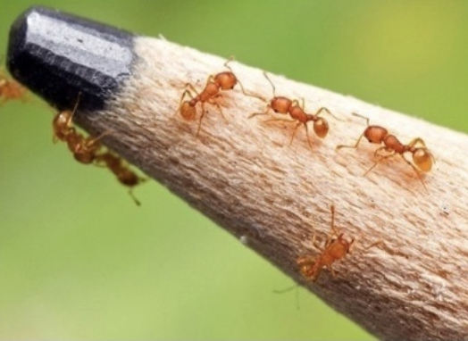 JK - Little Fire Ants